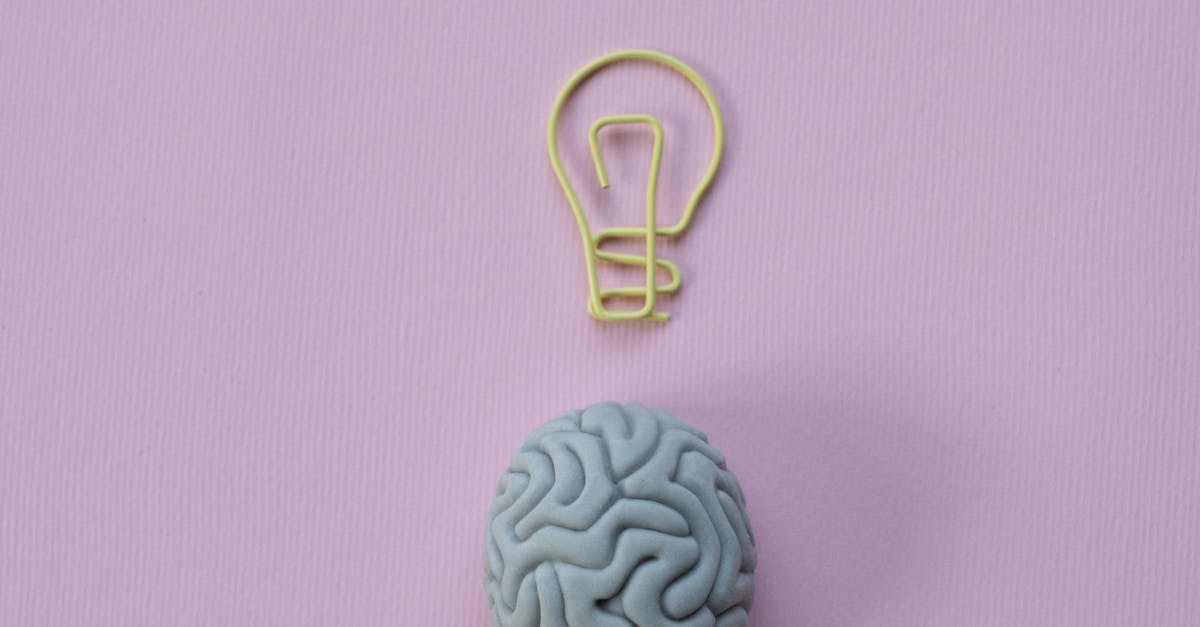 What is the main organ of the nervous system?